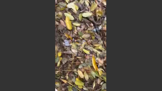 porcobg18 17-11-2025 Recorded Video big