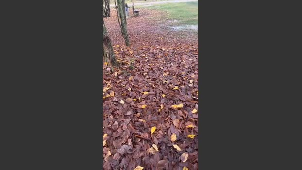 porcobg18 17-11-2025 Recorded Video bigtoys