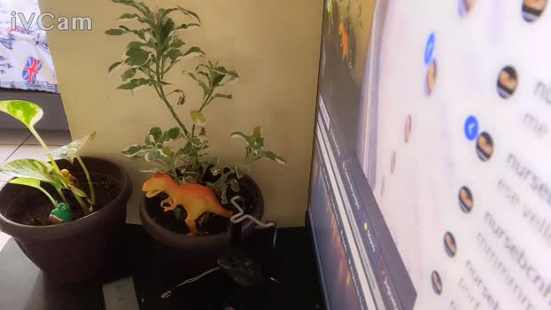 Pandamuscle 19-11-2025 Recorded Video jackoff