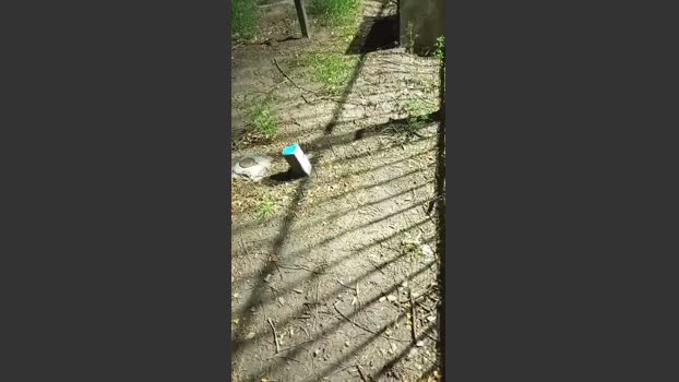 Asasass 23-11-2025 Recorded Video fuckass