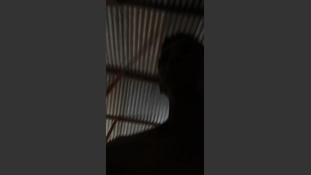 job401 23-11-2025 Recorded Video analtoy