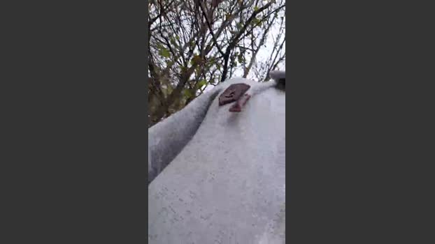 Socke72 29-11-2025 Recorded Video squirt