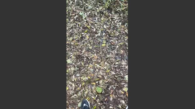porcobg18 29-11-2025 Recorded Video oral
