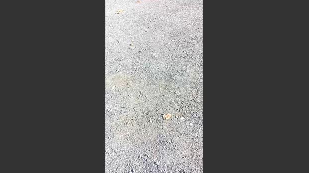 livenews1 30-11-2025 Recorded Video bigtoys