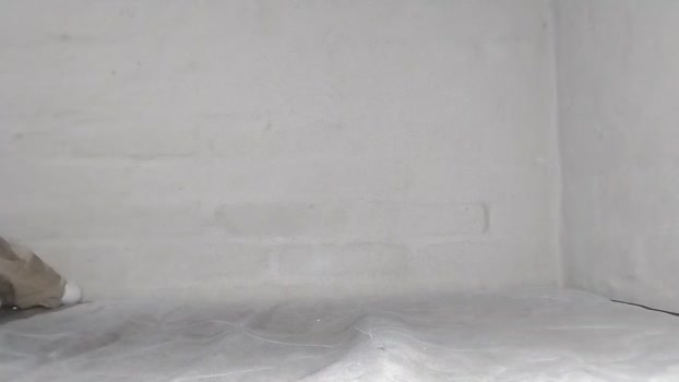 DiePeludoMorbo 02-12-2025 Recorded Video XXX