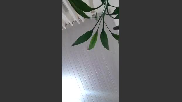 Hayquaza 10-12-2025 Recorded Video moan