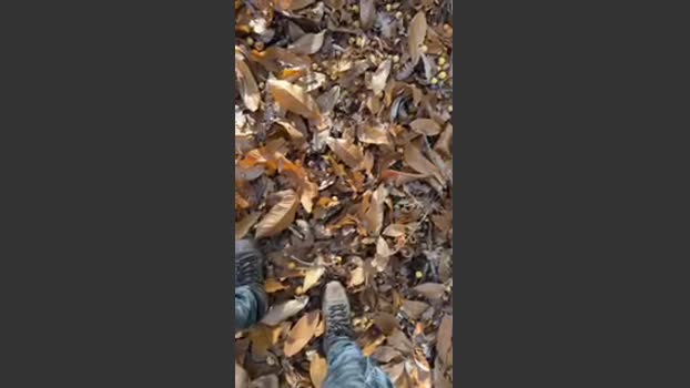 Zorro2024 14-12-2025 Recorded Video Ass