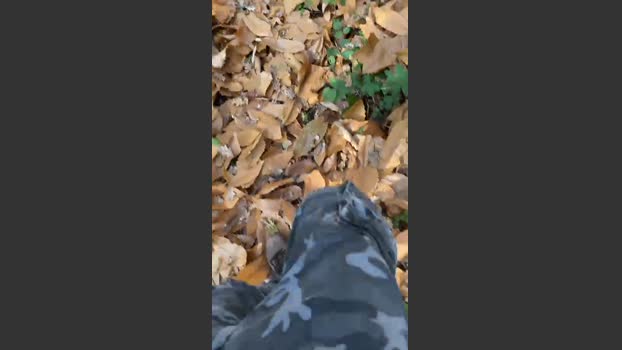 Zorro2024 14-12-2025 Recorded Video beauty