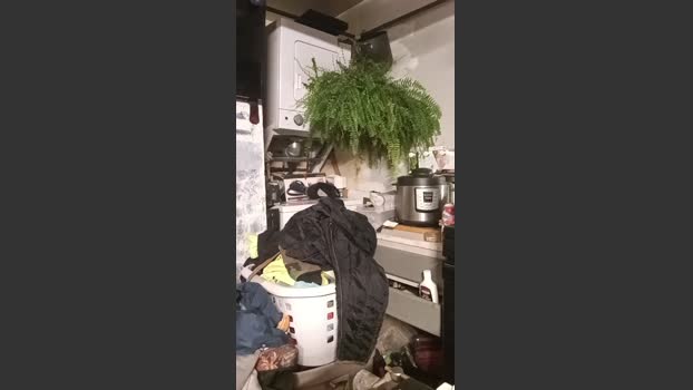 thompson3 17-12-2025 Recorded Video twink