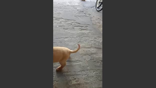 Leo23cm5 18-12-2025 Recorded Video natural