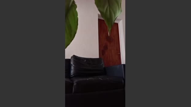 Tamo_Loco 18-12-2025 Recorded Video twink