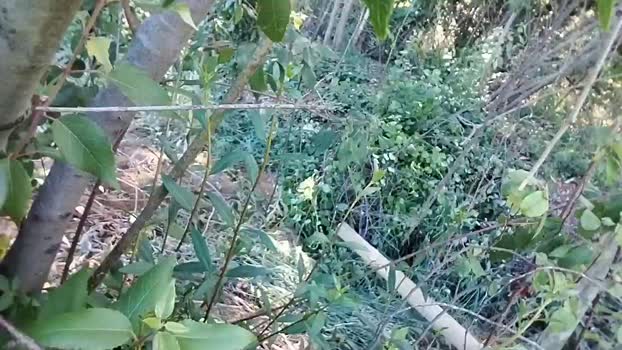Hanroll 23-12-2025 Recorded Video yummy