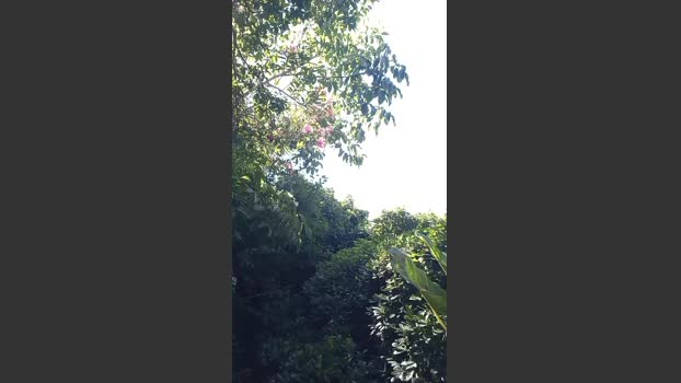 chupala_puto 23-12-2025 Recorded Video juicy