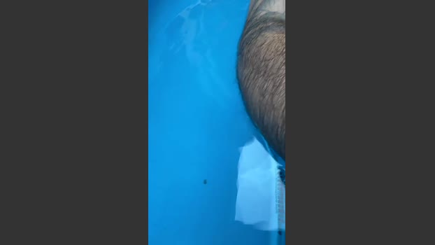 bearcitos 29-12-2025 Recorded Video Video