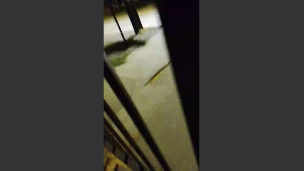 Mastereatingc 01-01-2026 Recorded Video bigballs