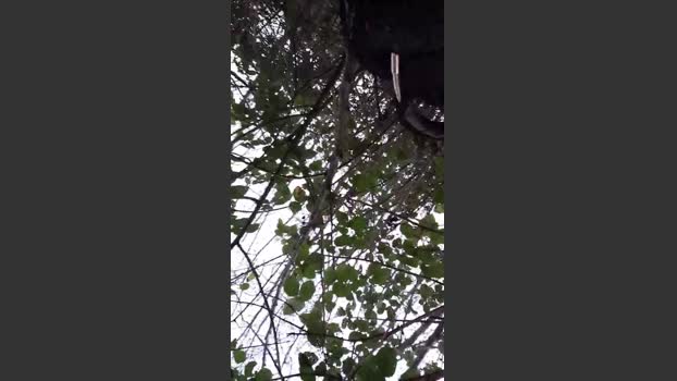 notarealman2025 03-01-2026 Recorded Video bigload