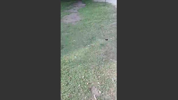 Bozzolli 06-01-2026 Recorded Video cute
