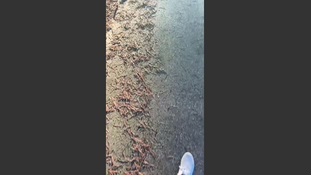 minex2 07-01-2026 Recorded Video hard