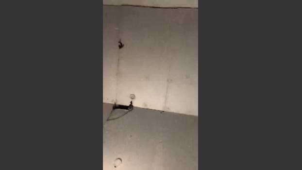 elvergalarga267 09-01-2026 Recorded Video ass