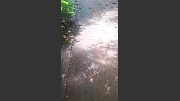 Bozzolli 14-01-2026 Recorded Video bigass