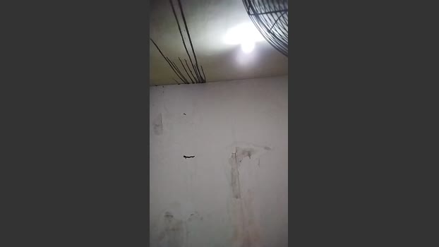 cometa2673 21-01-2026 Recorded Video lush
