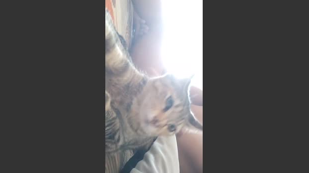 Jota_Show 28-01-2026 Recorded Video blowjob