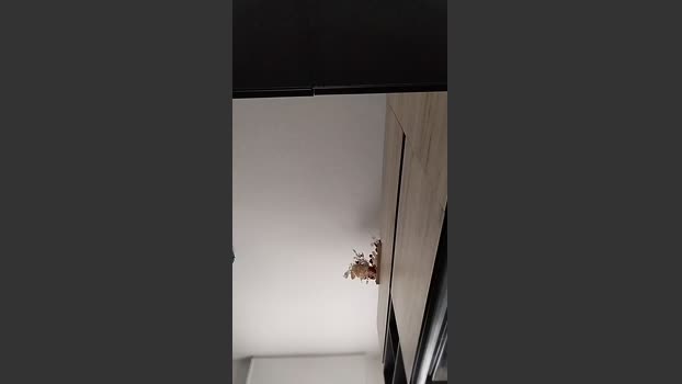verybigdick7 29-01-2026 Recorded Video orgasm