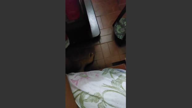 pi_be 21-02-2026 Recorded Video strip