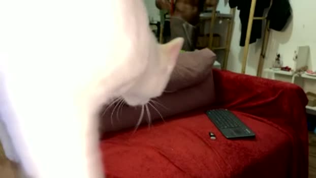 gerson229 02-03-2026 Recorded Video legs