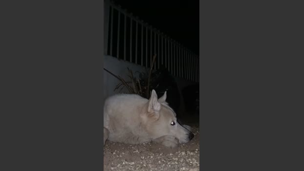 MONSTER777DADDY 19-03-2026 Recorded Video fuckass