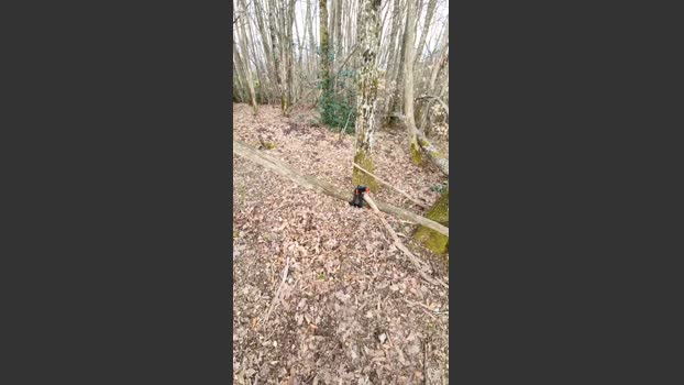 Legtiste 02-04-2026 Recorded Video sweet