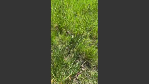samueleeffe 05-04-2026 Recorded Video bigdick