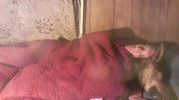 thighwalker Live 22-04-2026 Gay Cam fuckhard beauty