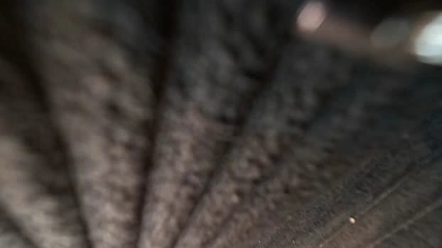 Bighairytopping Live 24-07-2026 Gay Cam fingering suckcock